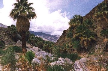 'Palm Canyon, Palm Springs' ... NO PICTURE ? ... PLEASE DROP ME A MESSAGE !