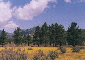 'San Jacinto Mtns.' ... NO PICTURE ? ... PLEASE DROP ME A MESSAGE !