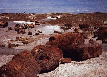 'Petrified Forest N.P.' ... NO PICTURE ? ... PLEASE DROP ME A MESSAGE !