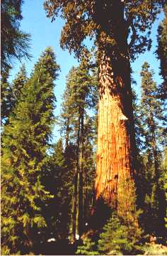 'Sequoia 2' ... NO PICTURE ? ... PLEASE DROP ME A MESSAGE !