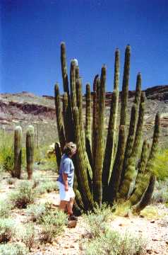 'Organ Pipe Cactus' ... NO PICTURE ? ... PLEASE DROP ME A MESSAGE !